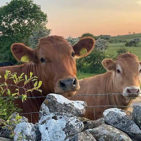 Barncroft: Dogs Welcome, Dog Care Services Offered Cockermouth Zewnętrze zdjęcie